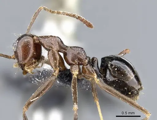 Prenolepis jerdoni specimen