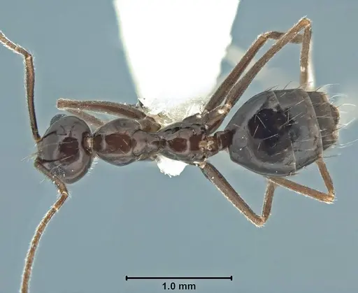 Prenolepis jerdoni - USNMENT00755050