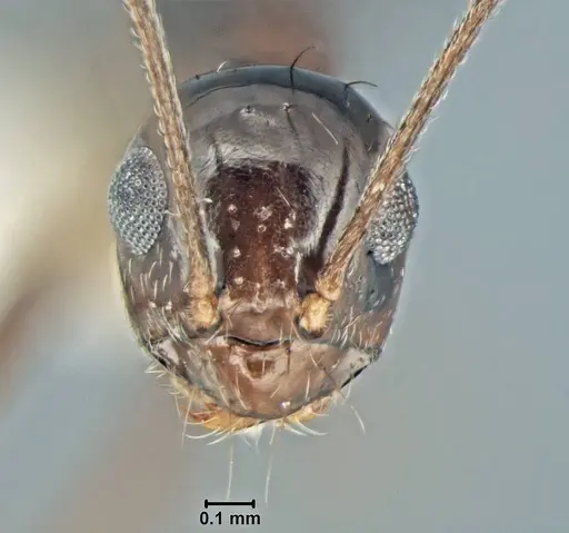 Prenolepis jerdoni - USNMENT00755050