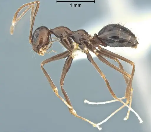 Prenolepis jerdoni - USNMENT00755050