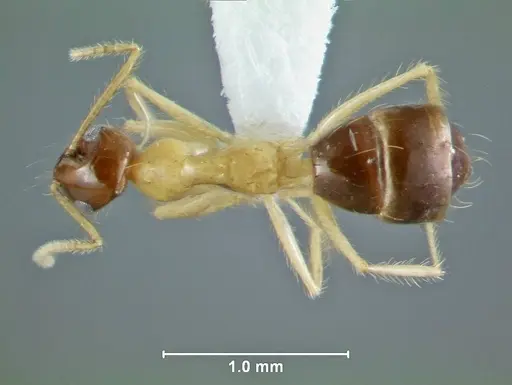Prenolepis lakekamu specimen