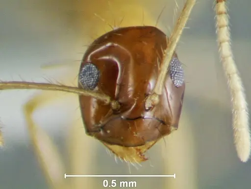 Prenolepis lakekamu specimen