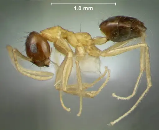 Prenolepis lakekamu specimen