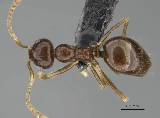 Prenolepis mediops specimen