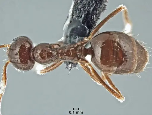 Prenolepis mediops specimen