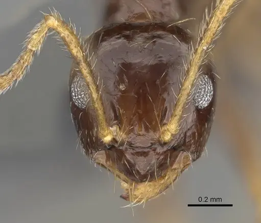 Prenolepis mediops specimen