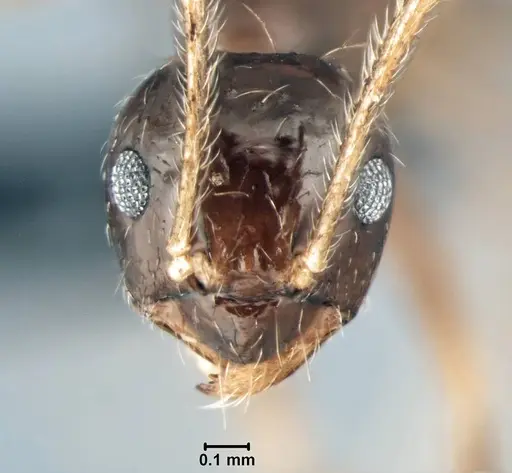 Prenolepis mediops - CASENT0203583