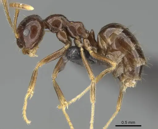 Prenolepis mediops - CASENT0203583