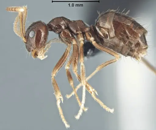 Prenolepis mediops - CASENT0203583