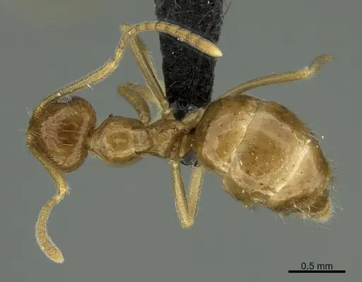 Prenolepis mediops - CASENT0203585