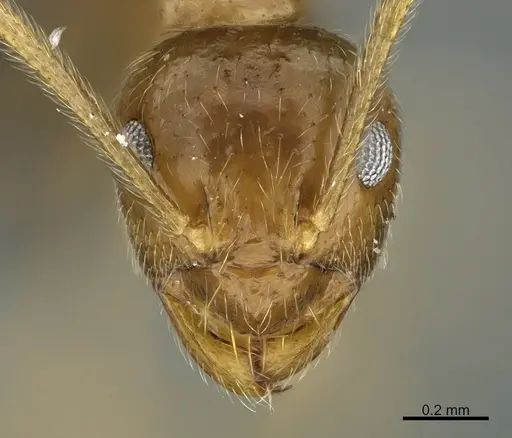 Prenolepis mediops - CASENT0203585