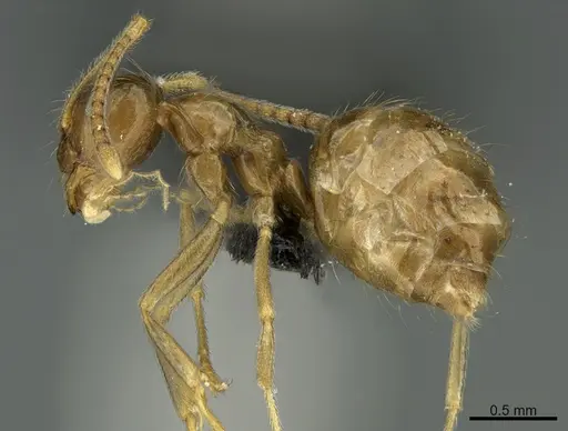 Prenolepis mediops - CASENT0203585