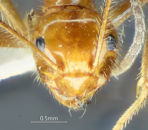 Prenolepis melanogaster specimen