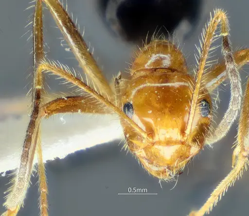 Prenolepis melanogaster specimen