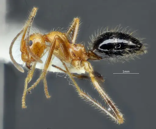 Prenolepis melanogaster - ANTWEB1060624