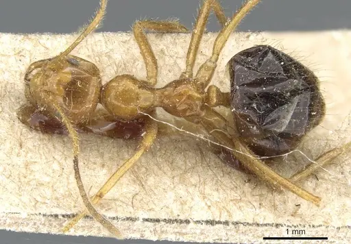 Prenolepis melanogaster - CASENT0905675