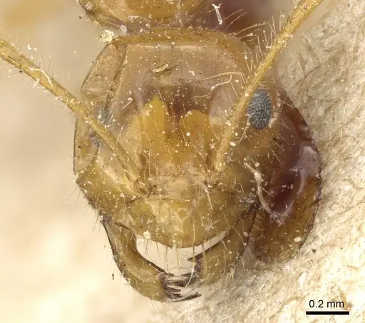 Prenolepis melanogaster - CASENT0905675