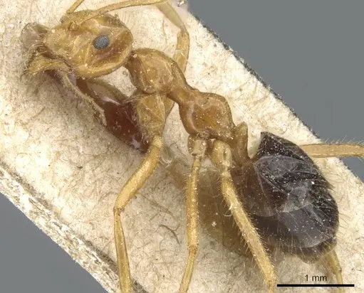 Prenolepis melanogaster - CASENT0905675