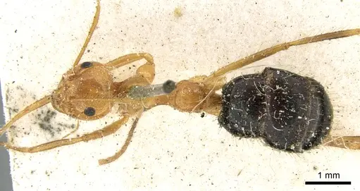 Prenolepis melanogaster - CASENT0906258