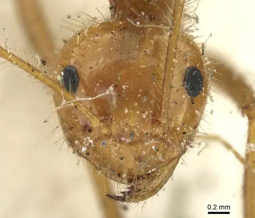 Prenolepis melanogaster - CASENT0906258