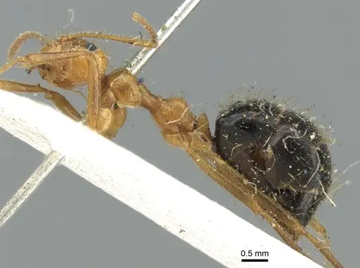 Prenolepis melanogaster - CASENT0906258