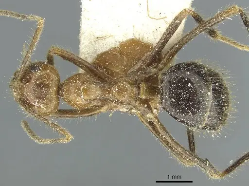 Prenolepis melanogaster - CASENT0912316