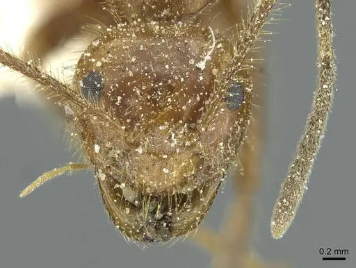 Prenolepis melanogaster - CASENT0912316