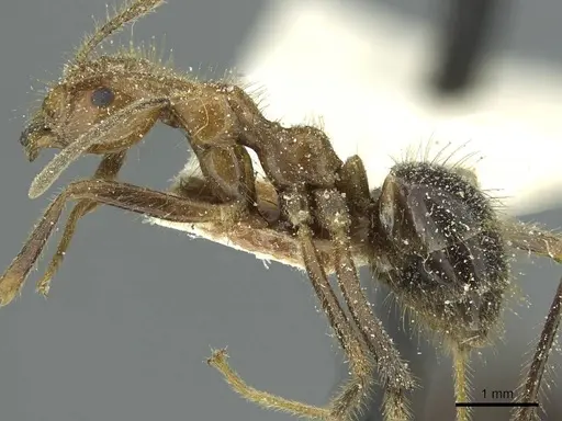 Prenolepis melanogaster - CASENT0912316