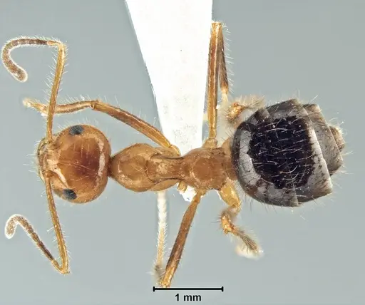 Prenolepis melanogaster - USNMENT00755078