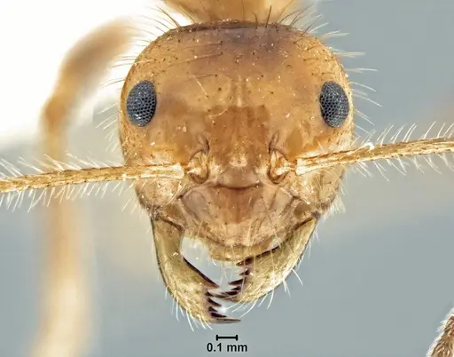 Prenolepis melanogaster - USNMENT00755078