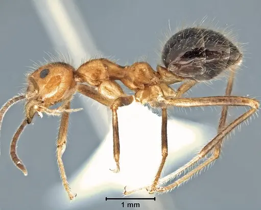 Prenolepis melanogaster - USNMENT00755078