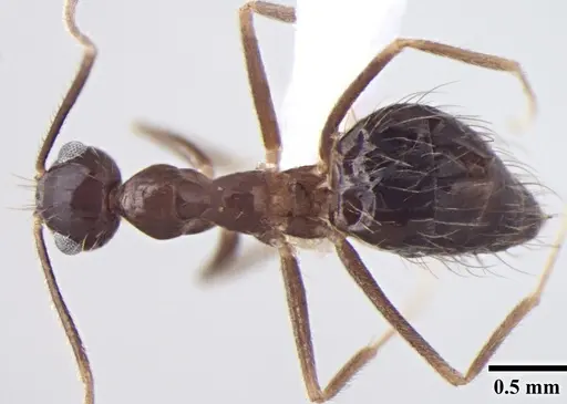 Prenolepis naoroji specimen
