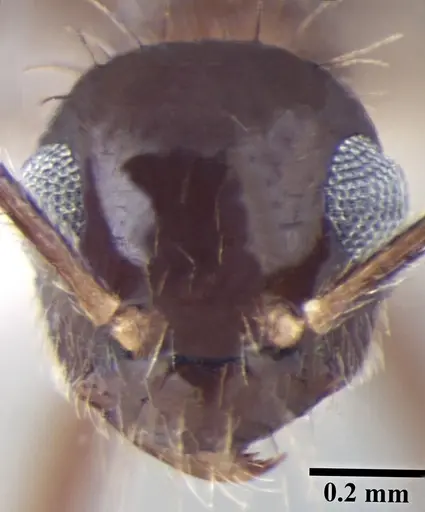 Prenolepis naoroji specimen