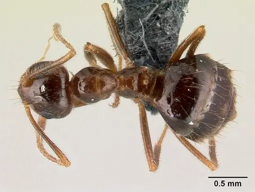 Prenolepis nitens specimen