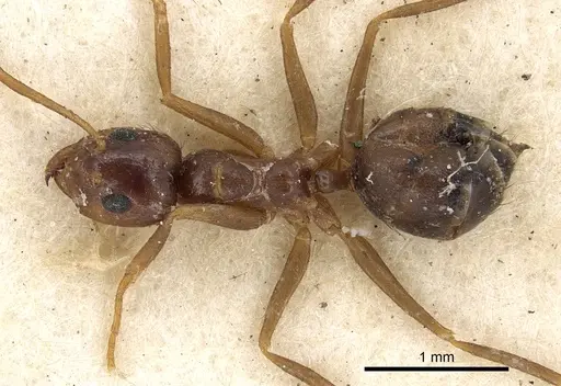 Prenolepis nitens - CASENT0901941