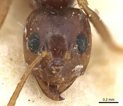 Prenolepis nitens - CASENT0901941