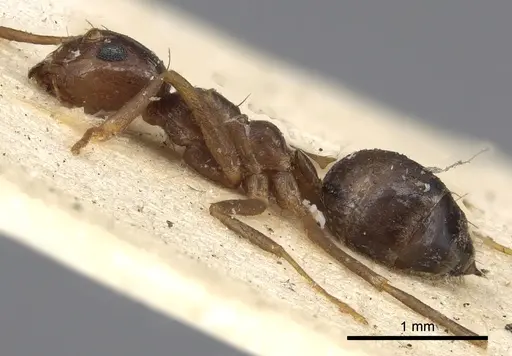 Prenolepis nitens - CASENT0901941