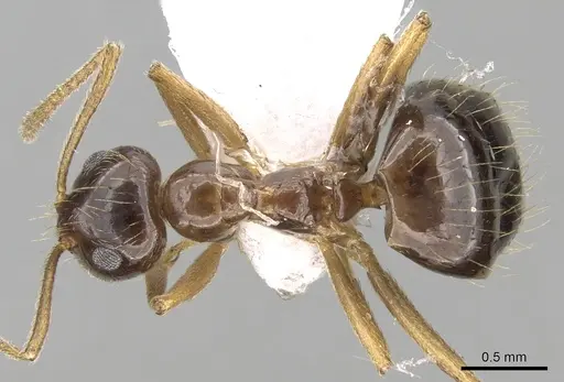 Prenolepis nitens - CASENT0906085