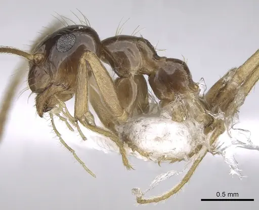 Prenolepis nitens - CASENT0906085