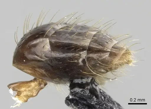 Prenolepis nitens - CASENT0906085