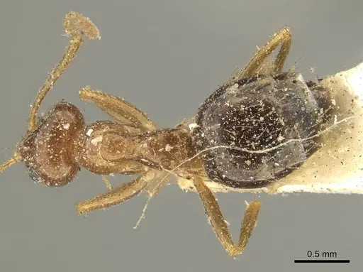 Prenolepis nitens - CASENT0915728