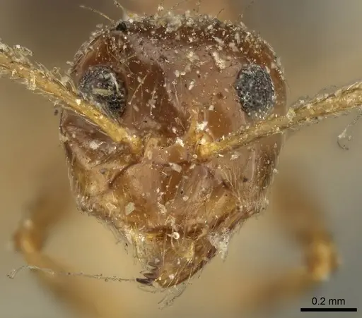 Prenolepis nitens - CASENT0915728