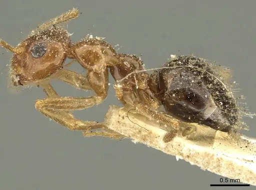 Prenolepis nitens - CASENT0915728