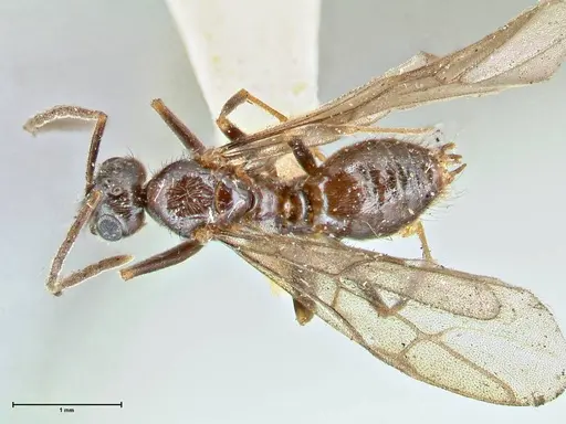 Prenolepis nitens - FOCOL2728
