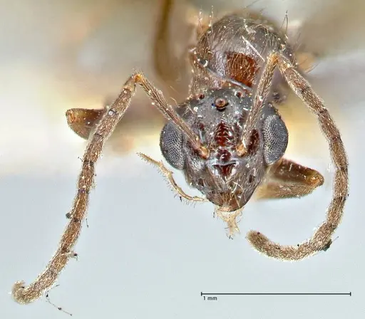 Prenolepis nitens - FOCOL2728