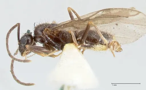 Prenolepis nitens - FOCOL2728