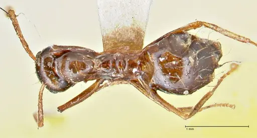 Prenolepis nitens - FOCOL2729