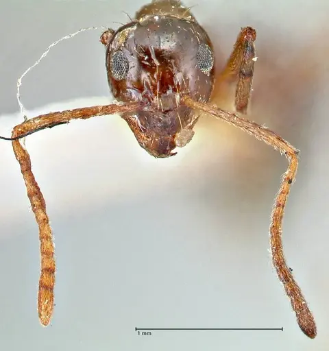 Prenolepis nitens - FOCOL2729