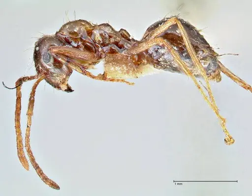 Prenolepis nitens - FOCOL2729