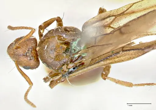 Prenolepis nitens - FOCOL2730